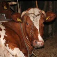 Boerderij Fortzicht Dieren